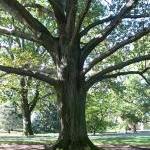 Picture of a tree at the NY Botanical Garden
