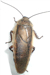 Roach