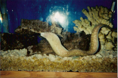 Eel