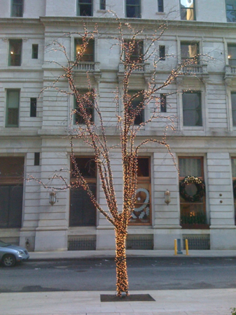 tree strung with lights